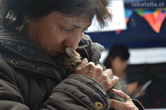 Uno de los gatitos fue dado en adopción, cuando entrevistamos a Debora.