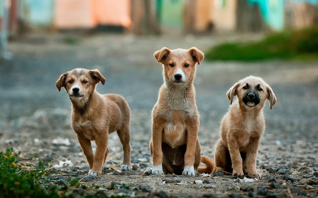 perritos